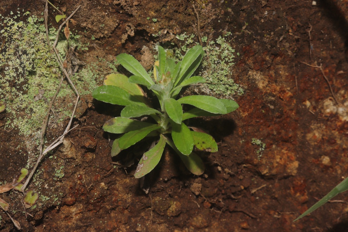 Gamochaeta pensylvanica (Willd.) Cabrera